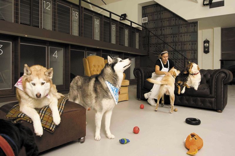 гостиница и собаки