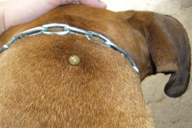 клещ в собаке