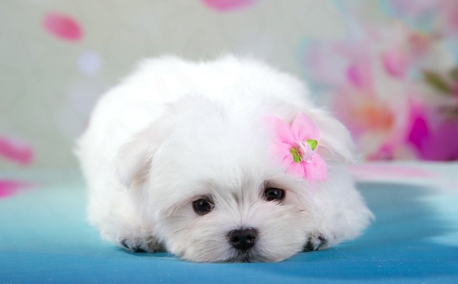 Мальтийская болонка