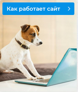 Как работает сайт petglobals
