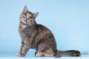 Фото №1.  - купить в Химках за Бесплатно. Объявление №164500