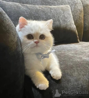 Фото №1.  - купить в Эдмундстон за договорная. Объявление №161689