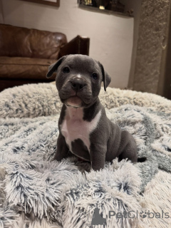 Фото №1. стаффордширский бультерьер - купить в Бордо за договорная. Объявление №163886