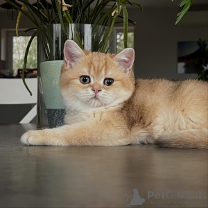 Фото №2 к объявлению №159633 о продаже шиншилла кошка - купить в Германии заводчик