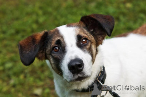 Фото №1. беспородная - купить в Химках за Бесплатно. Объявление №159177