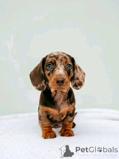 Фото №1. такса - купить в Хельсинки за 51022₽. Объявление №164545