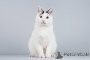 Фото №1.  - купить в Химках за Бесплатно. Объявление №161803