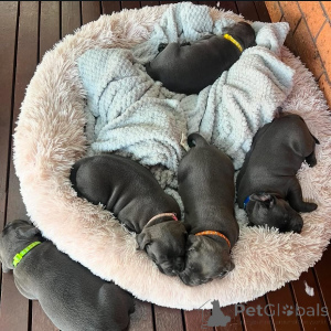 Фото №3. Очаровательный щенок стаффордширского бультерьера готов к переезду в новый дом.  Франция