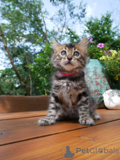 Фото №1. бенгальская - купить в Берлине за договорная. Объявление №158797