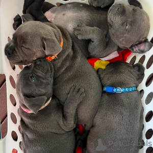 Фото №2 к объявлению №163891 о продаже стаффордширского бультерьера - купить в Франции частное объявление, заводчик