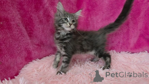 Фото №2 к объявлению №153886 о продаже мейн-кун - купить в Бельгии частное объявление