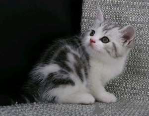 Фото №1.  - купить в Buggenhout за Бесплатно. Объявление №161746