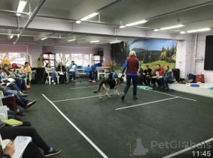 Фото №1 Услуга кинолога в Москва. Цена договорная. Объявление №9359