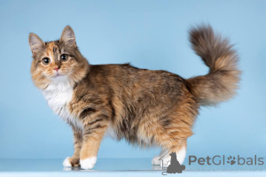 Фото №1.  - купить в Химках за Бесплатно. Объявление №157015