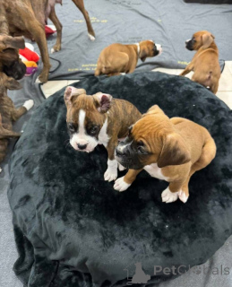 Фото №2 к объявлению №161049 о продаже  - купить в Канаде 