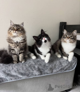 Фото №2. Товары для животных в Германии. Цена договорная. Объявление №157490