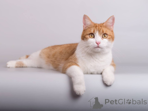 Фото №1.  - купить в Химках за Бесплатно. Объявление №161799