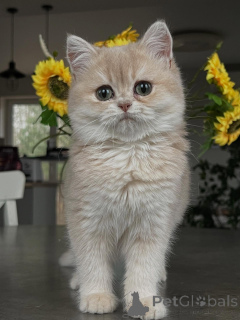 Фото №3. Сверкающие изумрудные глаза и шелковистая белая шерсть котенок шиншилла. Германия