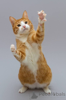 Фото №3. Кот Гарик ищет доброе сердце.. Россия