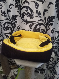 Фото №1. Лежаки-трансформеры, сумки-переноски, когтедралки (дралки,когтеточки). в Харькове. Цена договорная. Объявление №11473