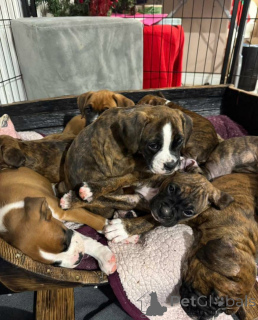 Фото №4. Продажа  в Гвельф  - цена 71894₽