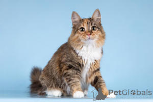 Фото №4. Продам  в Химках частное объявление - цена Бесплатно