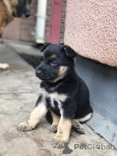 Фото №2 к объявлению №161048 о продаже  - купить в Австралии 