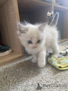 Фото №2 к объявлению №153884 о продаже рэгдолл - купить в Бельгии частное объявление