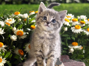 Фото №1. Need help for the animals of Ukraine after the shelling в Нью-Йорке. Цена Бесплатно. Объявление №25709