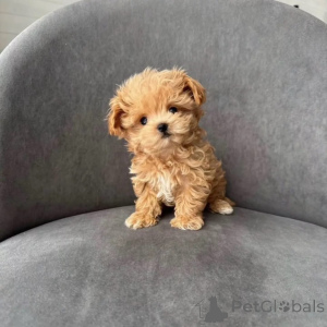 Фото №1. мальтипу - купить в Делиться за договорная. Объявление №167215