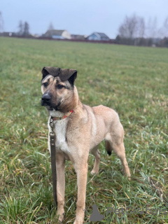 Фото №2 к объявлению №161044 о продаже беспородную - купить в России частное объявление