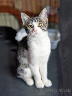 Фото №2 к объявлению №164560 о продаже  - купить в России частное объявление