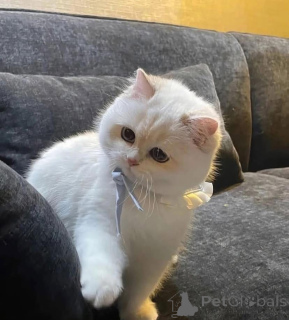 Фото №2 к объявлению №161689 о продаже  - купить в Канаде 