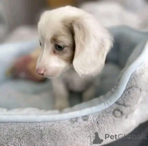 Фото №2 к объявлению №164546 о продаже таксу - купить в Финляндии частное объявление, из приюта