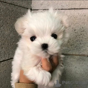 Фото №1. Yorkie в Feldkirch. Цена 147848₽. Объявление №144958