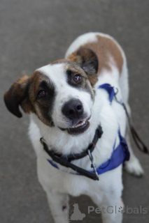 Фото №2 к объявлению №159177 о продаже беспородную - купить в России из приюта