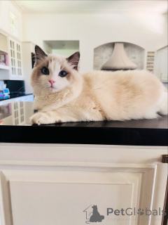 Фото №2 к объявлению №155568 о продаже рэгдолл - купить в Ирландии частное объявление