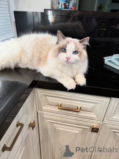 Фото №1. рэгдолл - купить в Fermoy за договорная. Объявление №155568