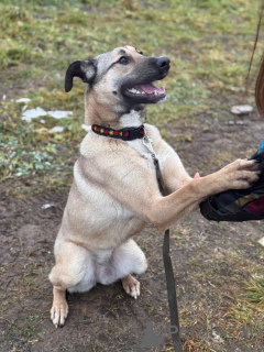 Фото №4. Продажа беспородную в Москве реке частное объявление - цена Бесплатно