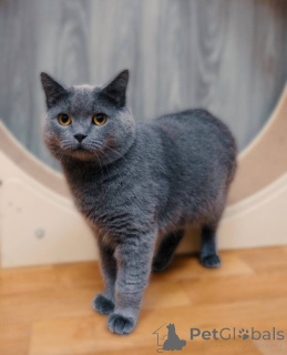 Фото №3. Очаровательный британец Винтер ищет дом и любящих хозяев!. Россия