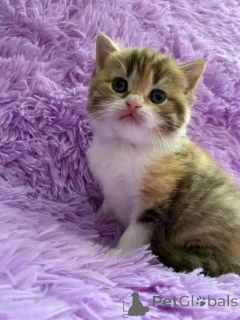 Фото №2 к объявлению №161692 о продаже  - купить в Дании 