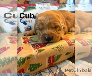 Фото №3. Продажа щенков золотистого ретривера.  Австралия