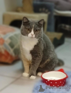 Фото №1.  - купить в Химках за Бесплатно. Объявление №161961