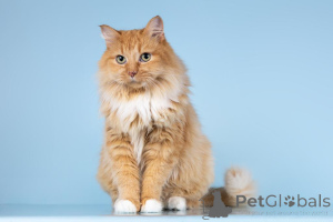 Фото №1.  - купить в Химках за Бесплатно. Объявление №161752