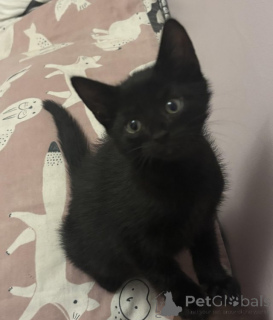 Фото №1. мейн-кун - купить в Антверпен за Бесплатно. Объявление №153886