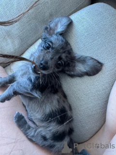 Фото №1. такса - купить в Леверкузен за договорная. Объявление №144306