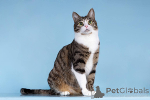 Фото №1.  - купить в Химках за Бесплатно. Объявление №161938