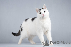 Фото №2 к объявлению №161803 о продаже  - купить в России из питомника