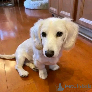 Фото №1. такса - купить в Хельсинки за 51022₽. Объявление №164547