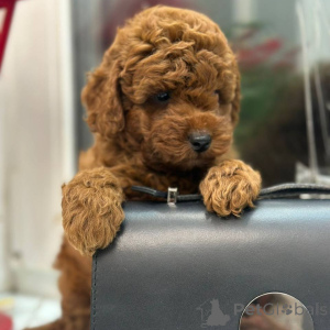 Фото №1. мальтипу - купить в Bilefeld за 259748₽. Объявление №164541